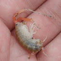Californian Beach Hopper