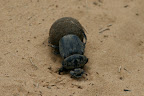 Dungbeatle heading back home after a trip to the takeaway joint.