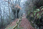 Bosque de San Mamed