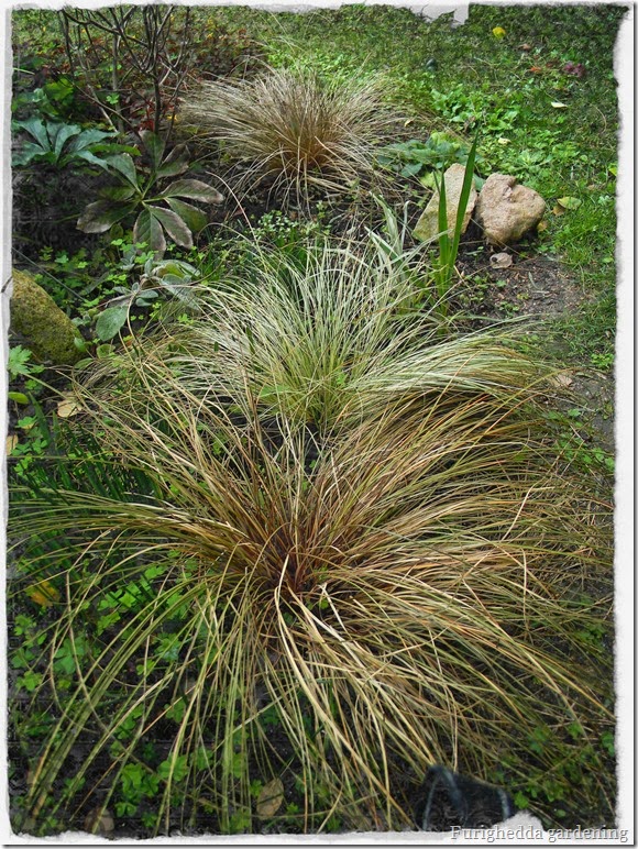 Carex ornamental grasses, foliage