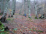 Bosque de Brañagallones