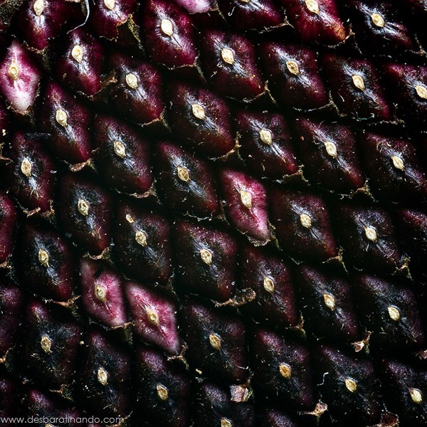 natureze-nature-padrao-pattern-desbaratinando (19) natureze-nature-padrao-pattern-desbaratinando (19)