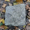 dsc03963.jpg