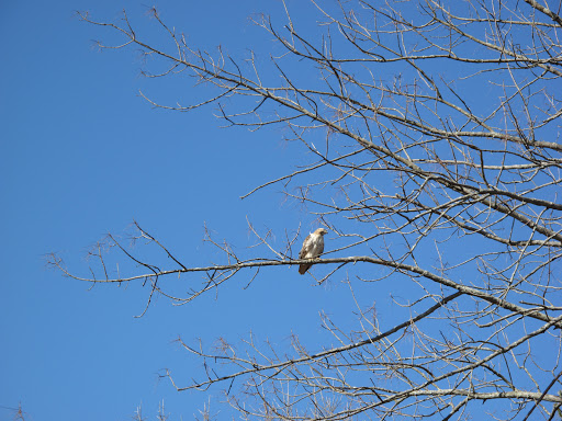 Oh no, Franny!  All hawks are birds of prey and are feared by small animals because of their carnivorous cravings.  It's widely assumed that these raptors eat primarily mammals, but they consider small birds to be a succulent treat!