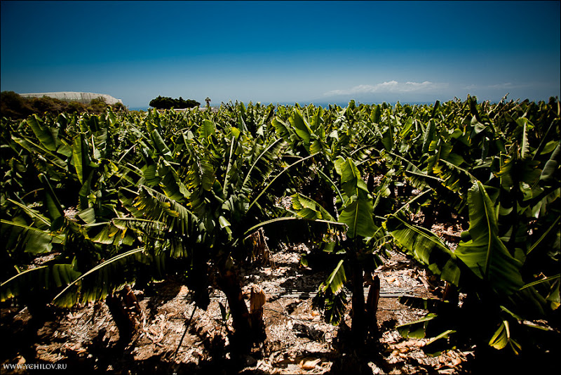 009 www.ychilov.ru foto tenerife.jpg