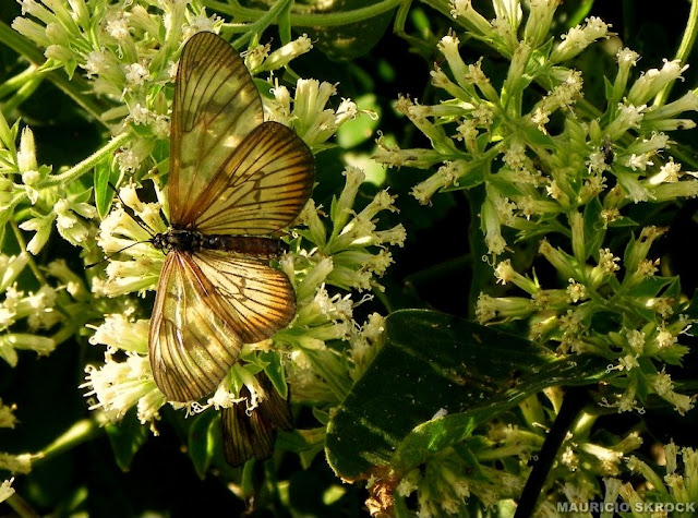 Peut-être : Actinote pellenea calymma Jordan, 1913, femelle. Environs de Curitiba, Paraná. 22 avril 2011. Photo : Mauricio Skrock