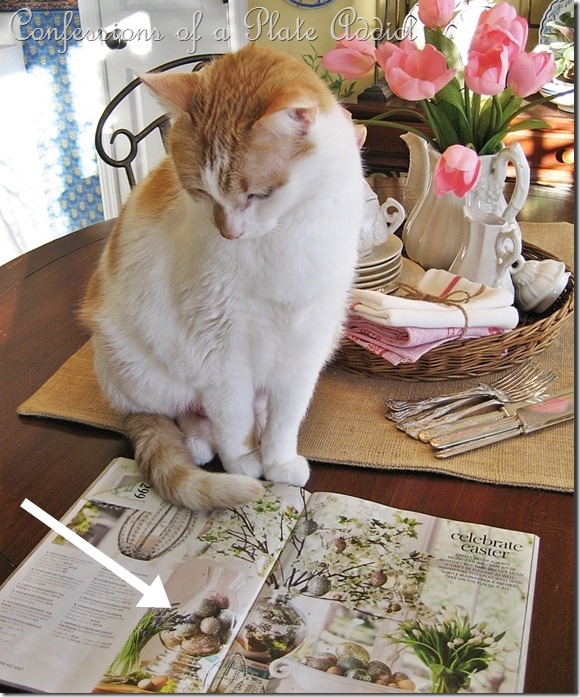 CONFESSIONS OF A PLATE ADDICT Baby Kitty CONFESSIONS OF A PLATE ADDICT Baby Kitty2