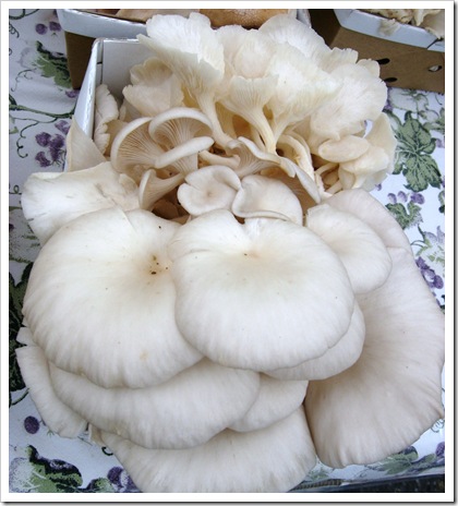 oyster mush
