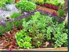 lavender in veggies