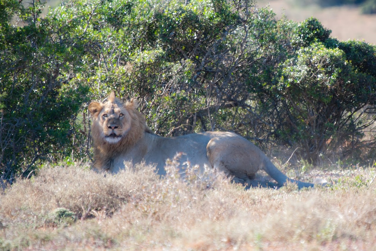 Lion at Addo