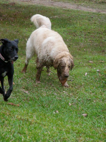 [Patas%252022%2520%2528107%2529%255B4%255D.jpg]