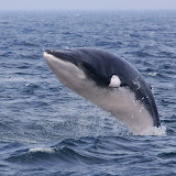 Breaching minke whale
