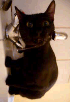 de boa bebendo agua de boa bebendo agua