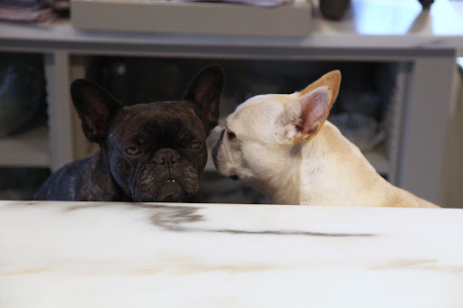 Come to think of it, Francesca, I didn't see the donkeys in their paddock when we made the rounds this morning.  I was looking for them so I could get in a good bark or two.