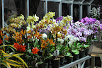 Orchids galore