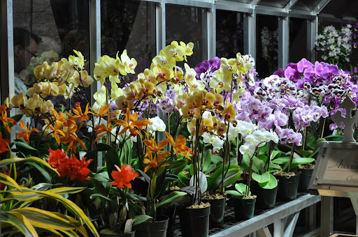 Orchids galore