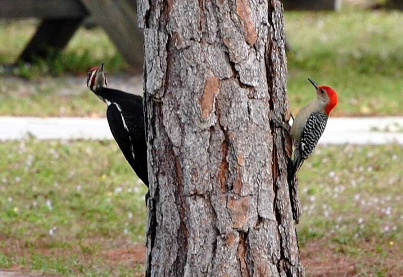 [Red-Bellied--and-Pileated-Woodpecker.jpg]