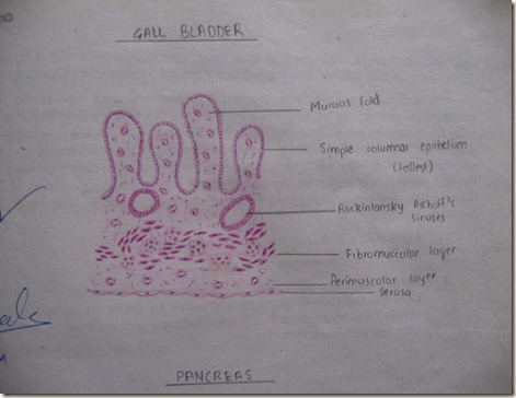 gall bladder diagram at histology slides database