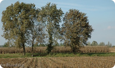 balbiano balbiano