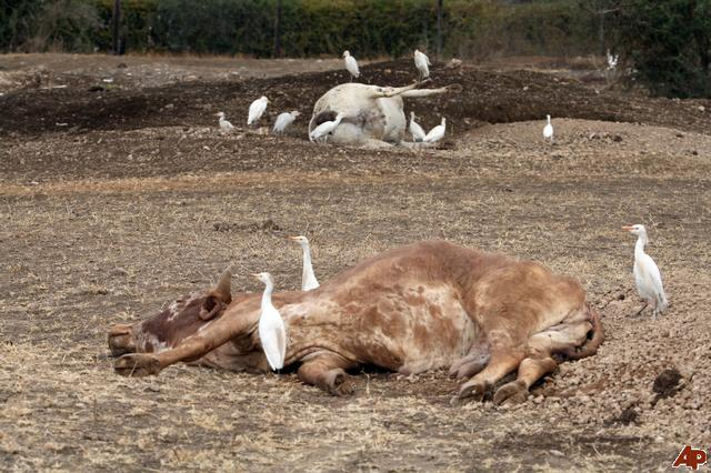 Carcasses of drought-stricken cattle lie outside the Kenya Meat Commission (KMC) factory near Athi River, 50km (31 miles) east of the capital Nairobi, Friday, 18 September 2009. AP