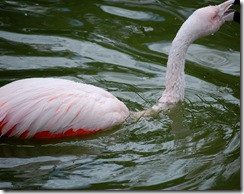 aviary37