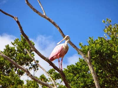 Roseate Spoonbill IMAGE_533.jpg