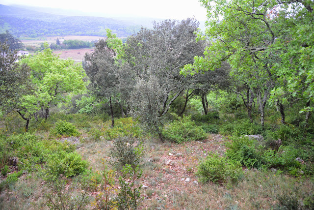 Biotope de Zerynthia rumina. Le Vigier, commune de Lagorce (Ardèche), 19 avril 2014. Photo : L. Voisin