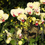orchid_0072.JPG