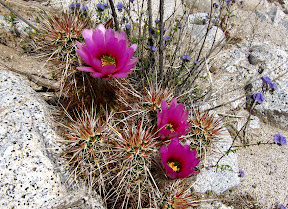 Hedgehog Cactus