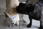 If I whisper who I voted for, will you tell me your vote?