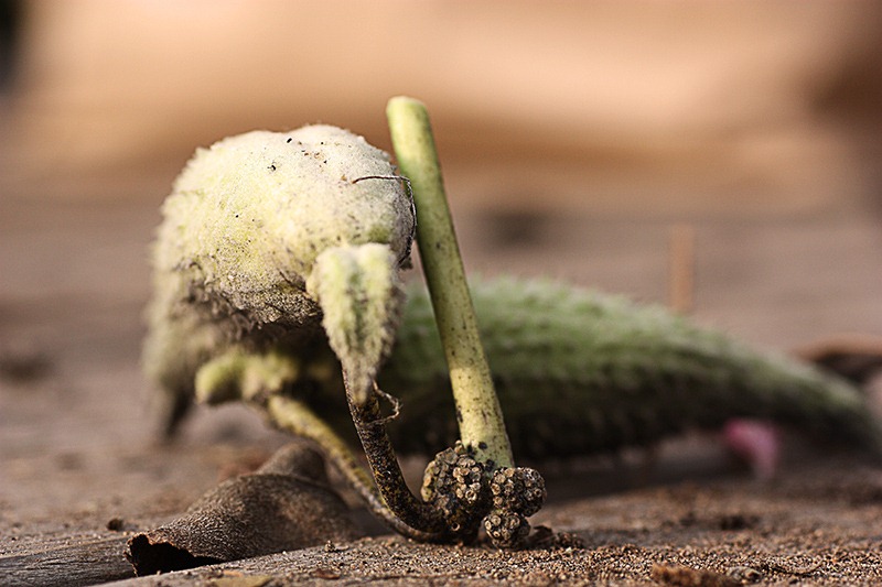 [milkweed%2520pod%25202%2520resize%255B5%255D.jpg]
