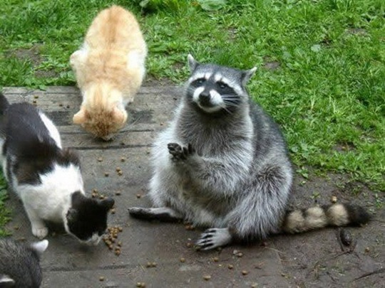 [animals-worried-face-17%255B2%255D.jpg]