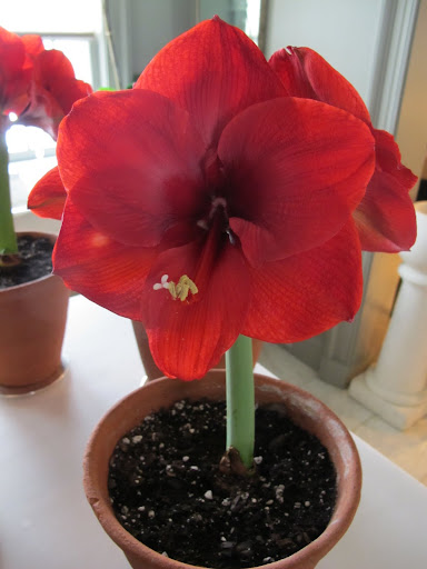 I remember that their large, dazzling, trumpet-shaped blooms seem to last for weeks on end. 8