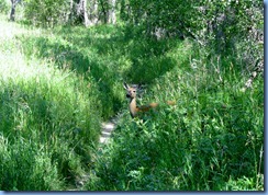 1700 Alberta Lethbridge - Helen Schuler Nature Centre - white-tailed deer