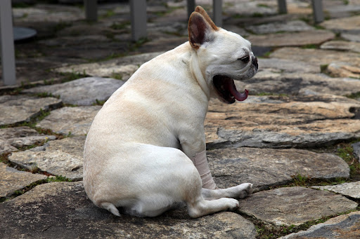 However, you and I, Francesca, better keep them out of our mouths.  Onions and garlic are toxic to dogs!