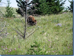 1319 Alberta Red Rock Parkway - Waterton Lakes National Park - a grizzly bear