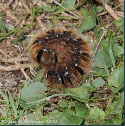 33-Northern-Eggar-Moth-caterpillar