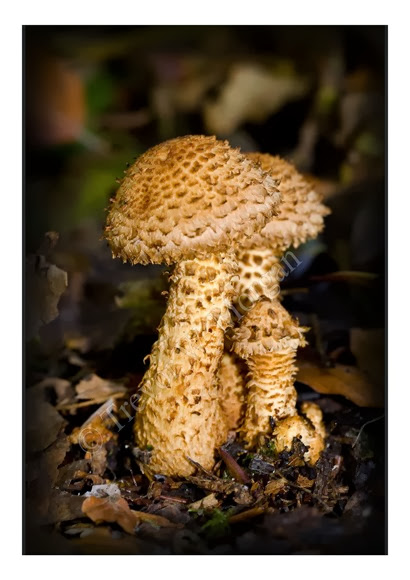 Mini Fungi 3