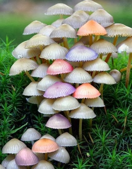 mushrooms 765r