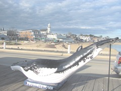 11.2011 Provincetown docks humpback whale and beach