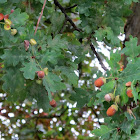 IMG_1214.JPG
