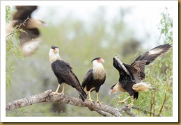 Crested Caracara (Caracara cheriway) 