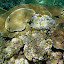 Great Barrier Reef - Oak Beach, Australia