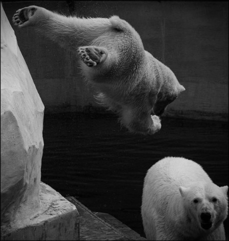 [funny-animals-haha-25%255B2%255D.jpg]