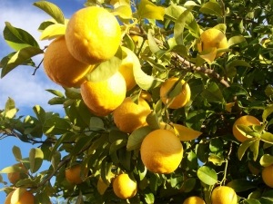 [lemontree4.jpg]