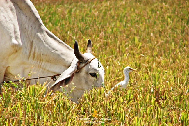 A Cow and an Egret Playing at the Ricefield in San Rafael, Bulacan