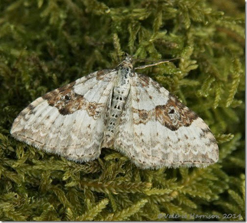 silver-ground-carpet-2