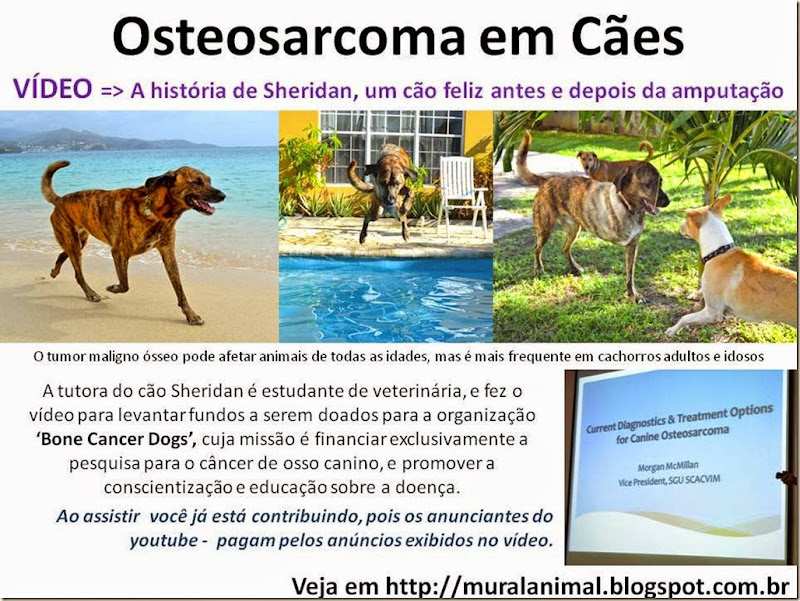 Osteosarcoma em Cães