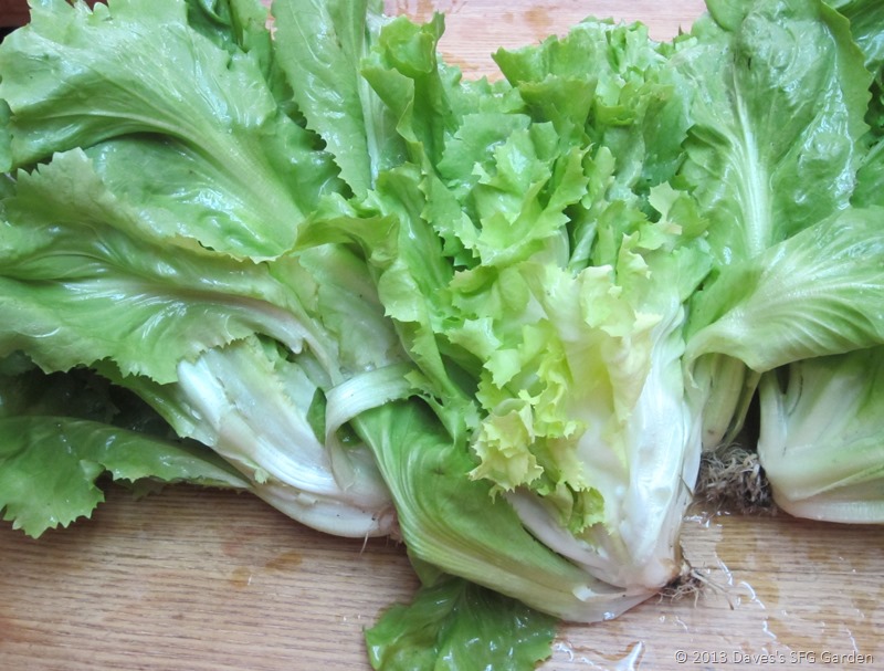 [escarole%255B3%255D.jpg]