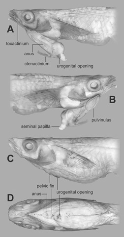 [bagin%2520Phallostethus%2520cuulong%255B3%255D.jpg]